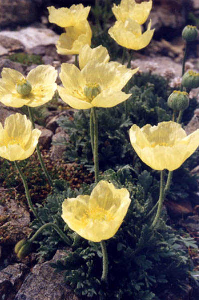 Papaver nudicaule photo